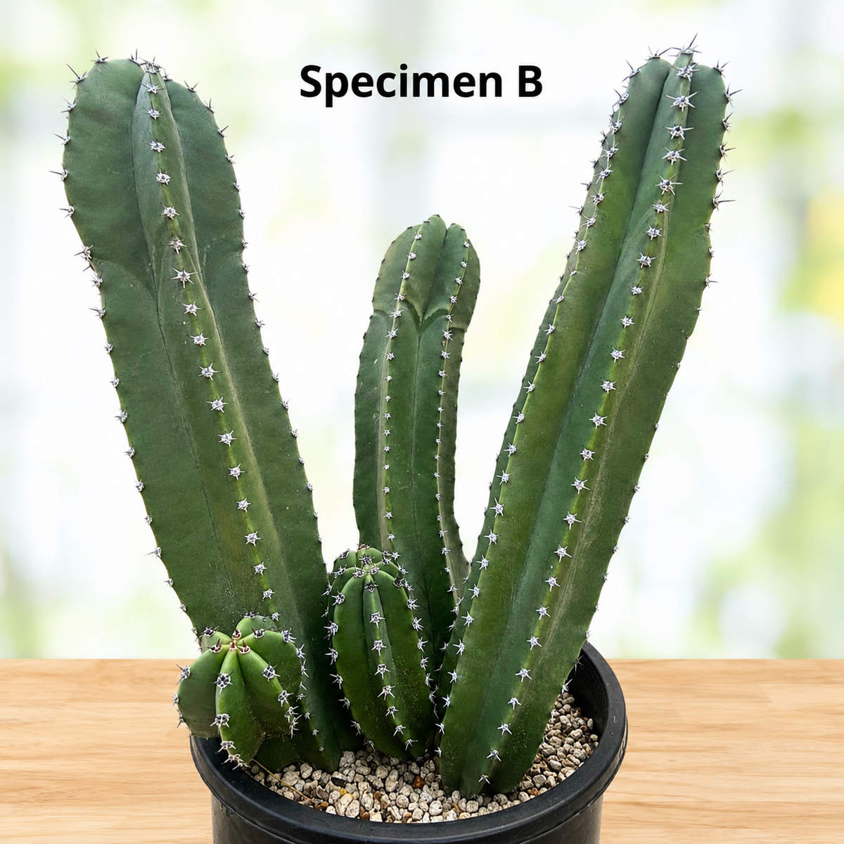 Senita Cactus live plant, alternate product view 9