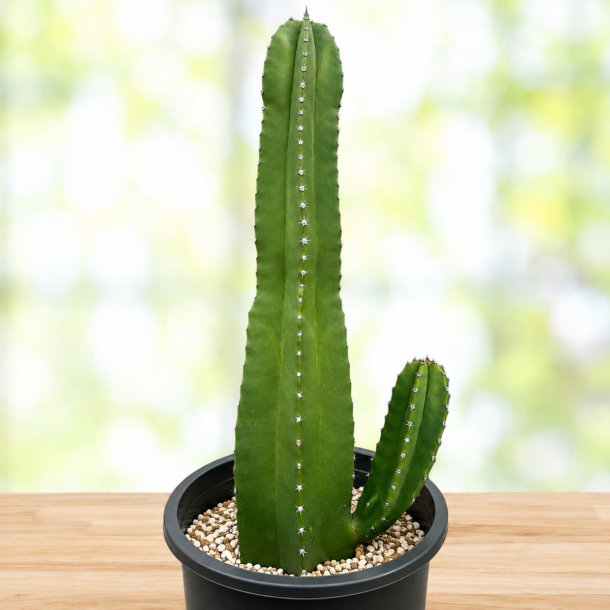 Senita Cactus live plant, alternate product view 10