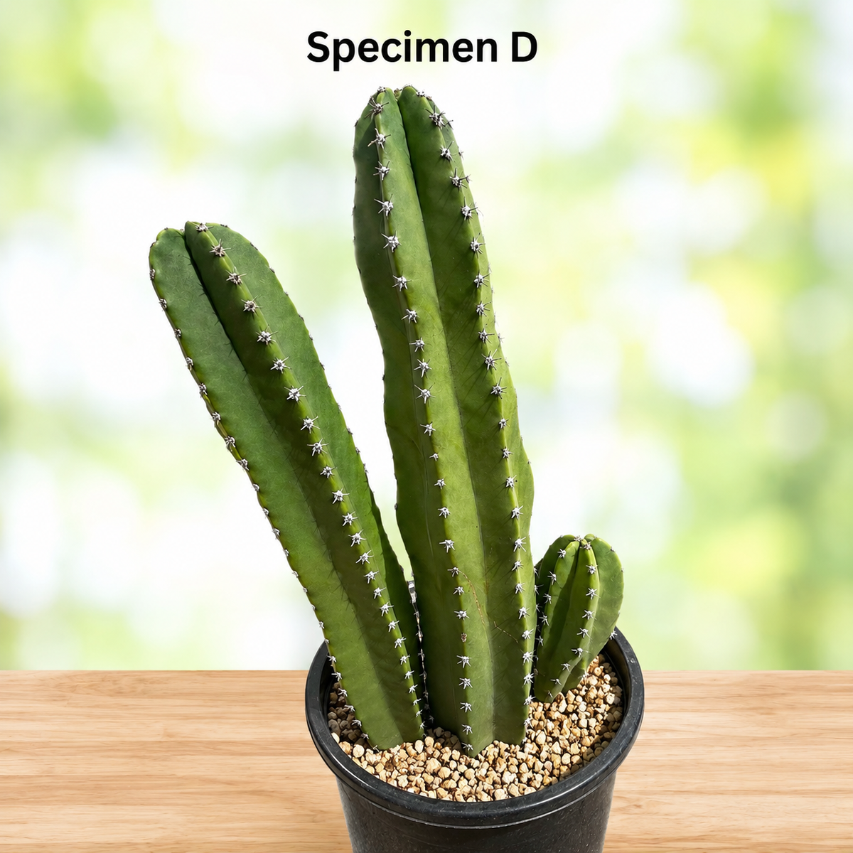Senita Cactus live plant, alternate product view 11