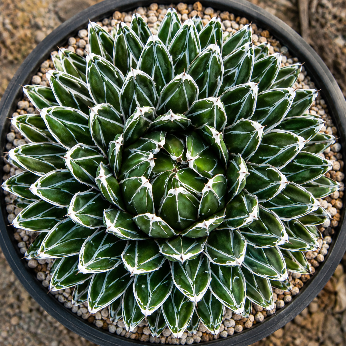 Queen Victoria Agave