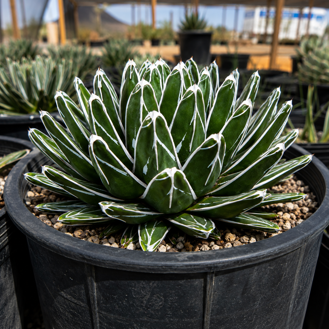 Queen Victoria Agave for Sale | Agave victoriae-reginae - The