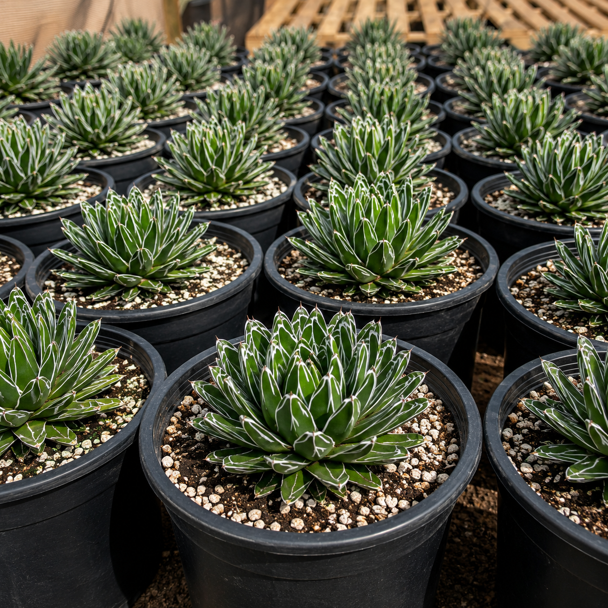 Queen Victoria Agave for Sale | Agave victoriae-reginae - The