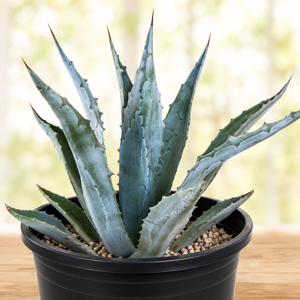 Agave Americana