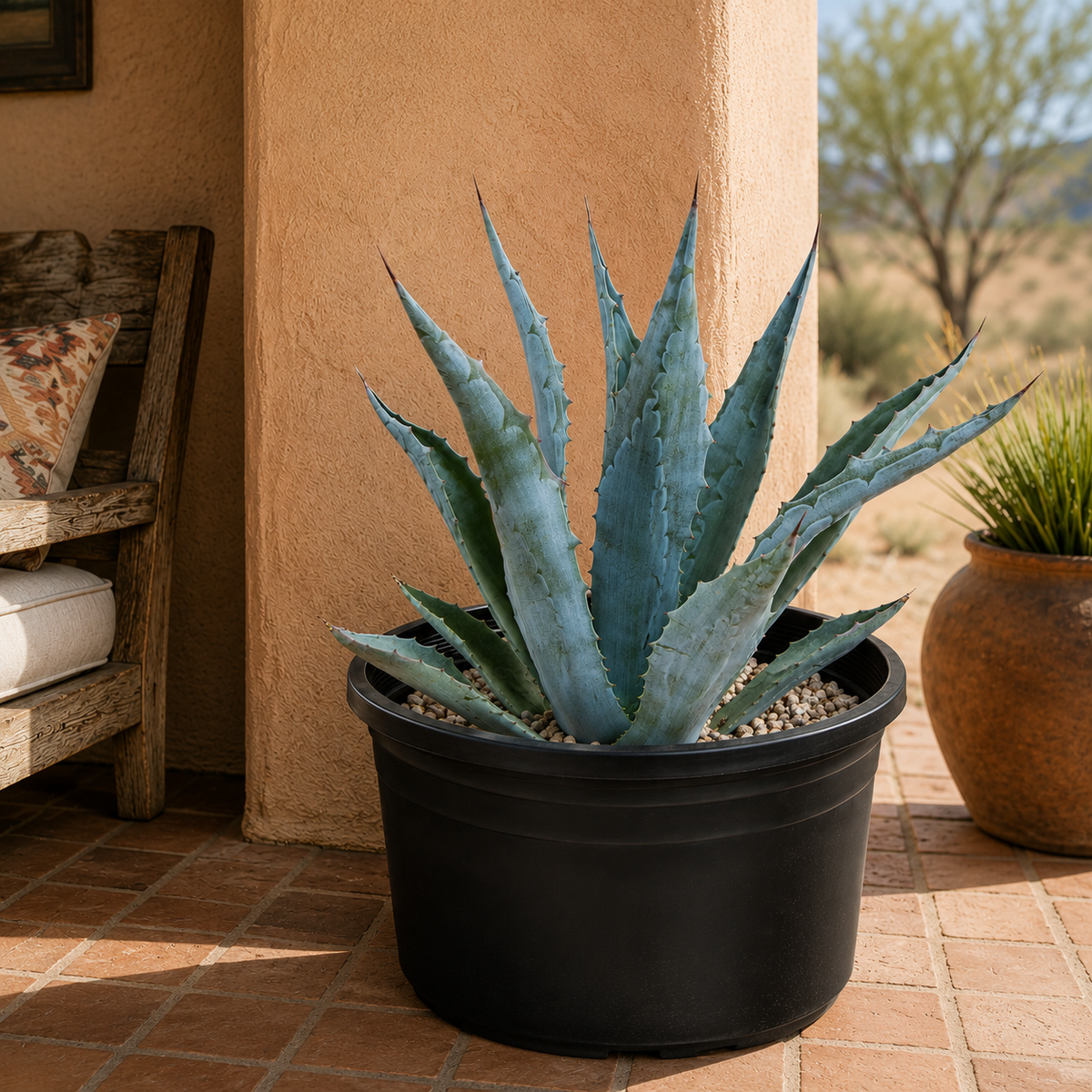 Agave Americana