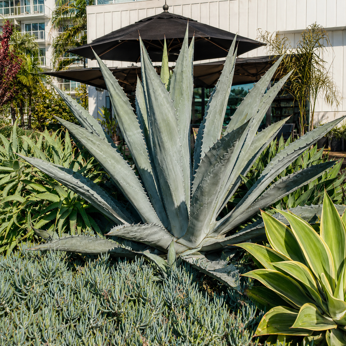 A large blue agave plant with thick, spiky blue-gray leaves in a garden setting, with a patio umbrella, building, and other green plants in the background.