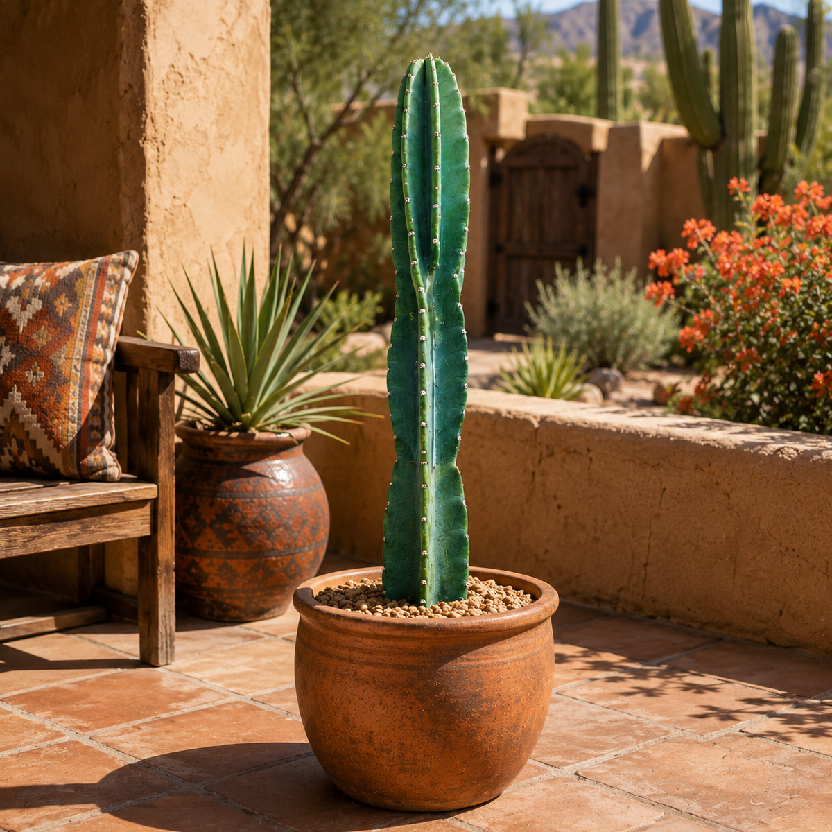 Peruvian Apple Cactus
