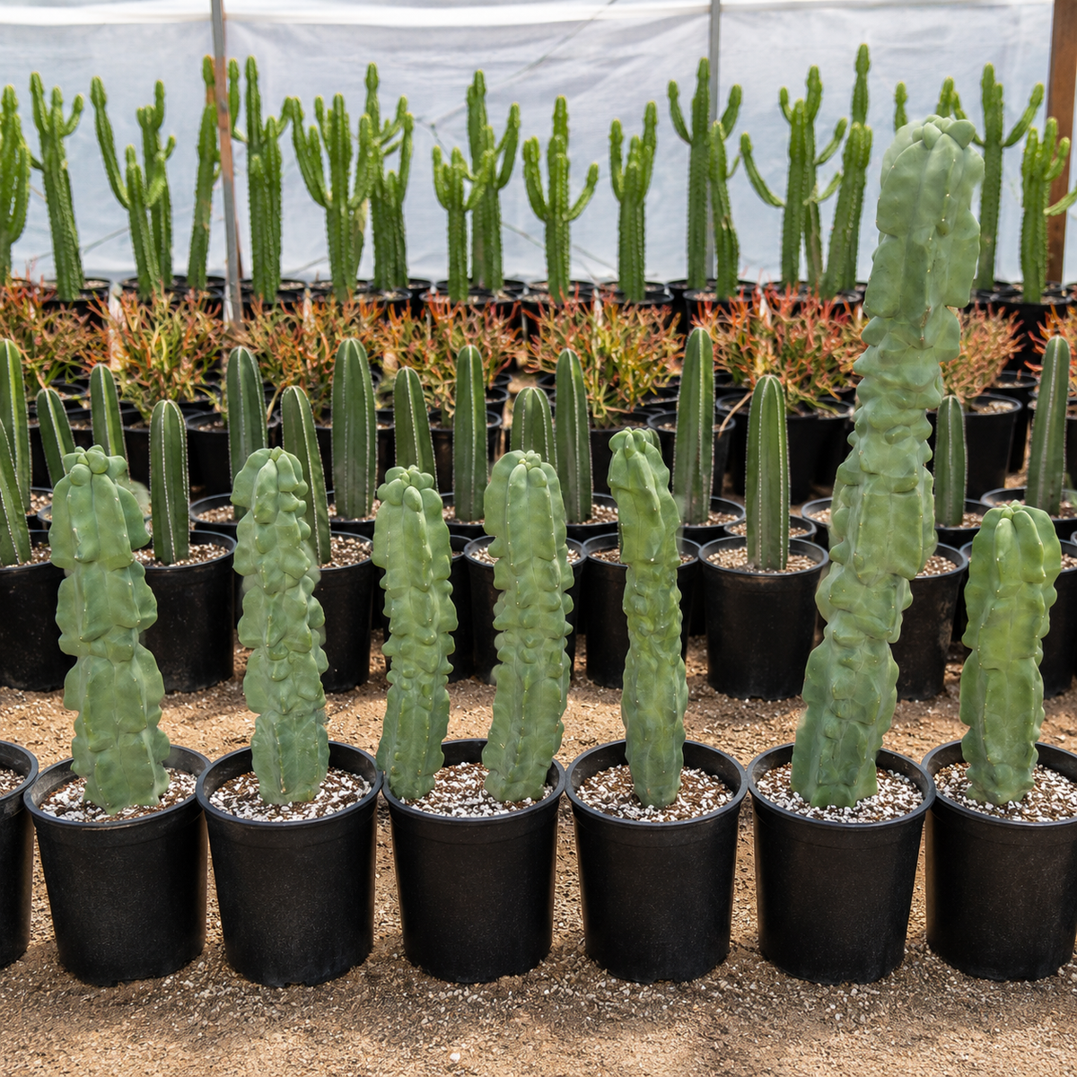 A collection of tall, ribbed green cacti in black plastic starter pots, arranged in rows on a sandy surface under a white greenhouse canopy.