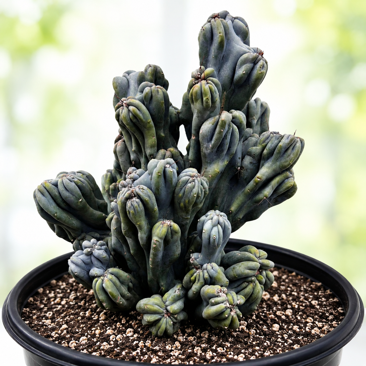 A close-up of a clustered succulent cactus plant with fleshy ribbed stems in muted green and blue-gray tones, potted in a black plastic container filled with brown and white gravel, set against a softly blurred bright green background.