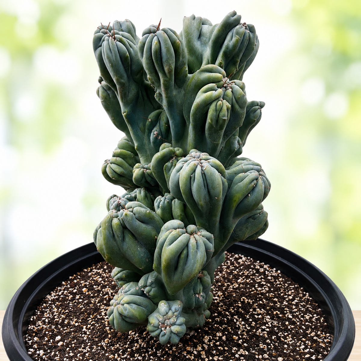 Cereus forbesii 'Ming Thing' live plant, alternate product view 6