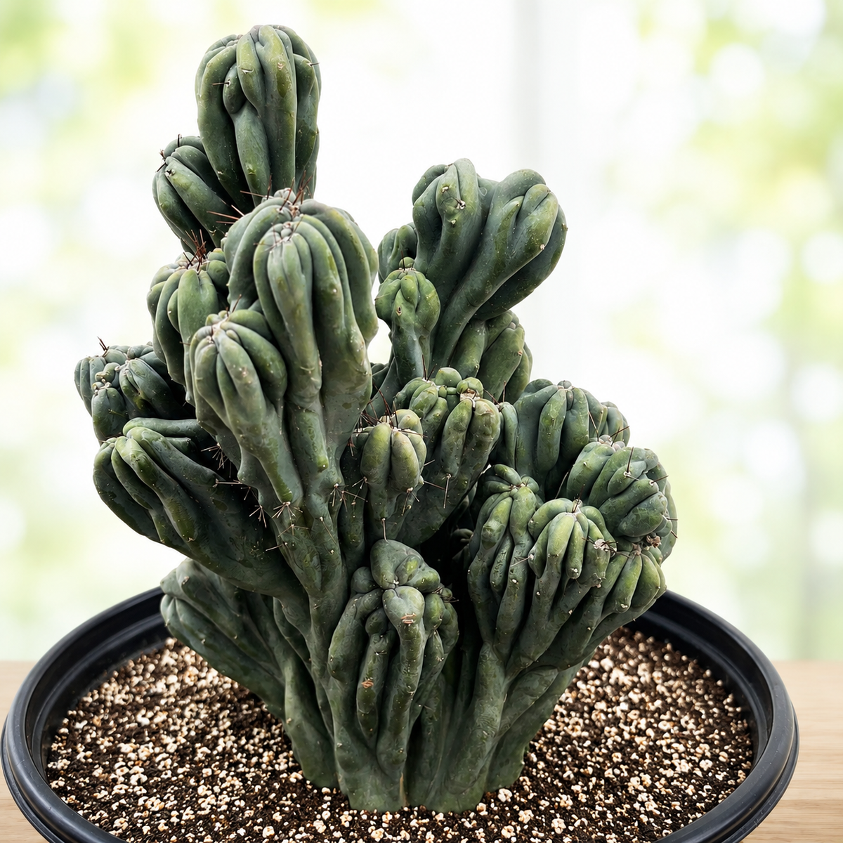 Cereus forbesii 'Ming Thing' live plant, alternate product view 8