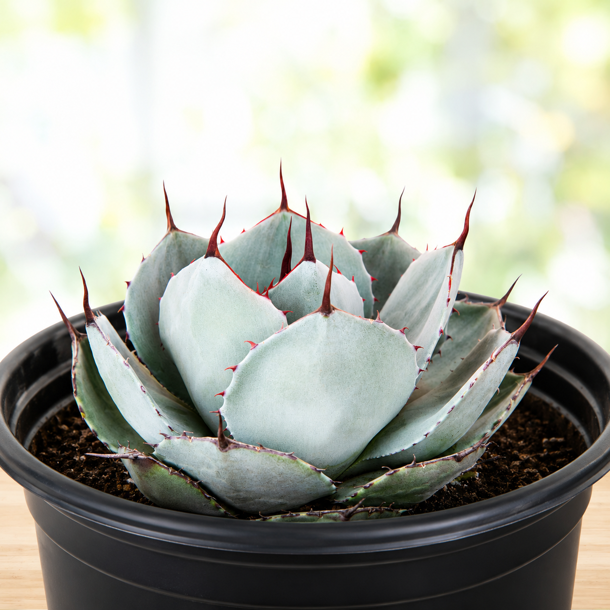 Artichoke Agave for Sale | Agave parryi var. truncata - The Cactus