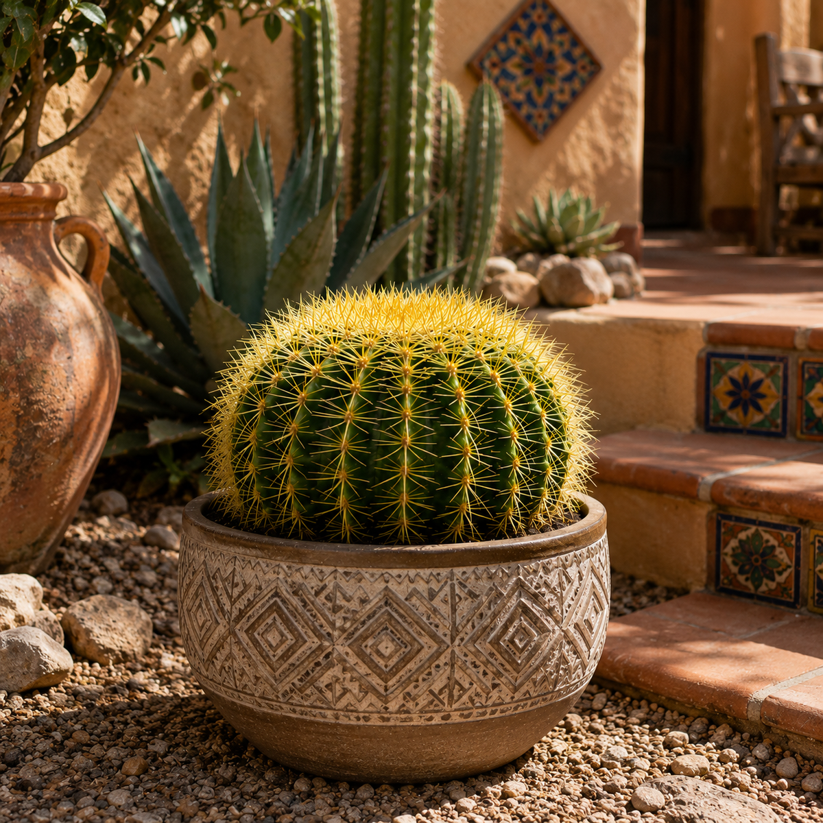 Golden Barrel Cactus