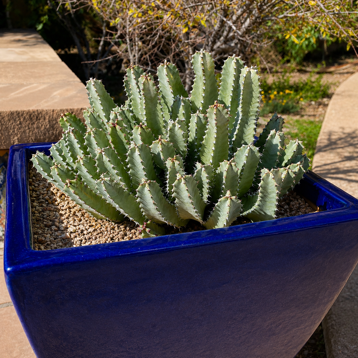 Moroccan Mound live plant, alternate product view 4