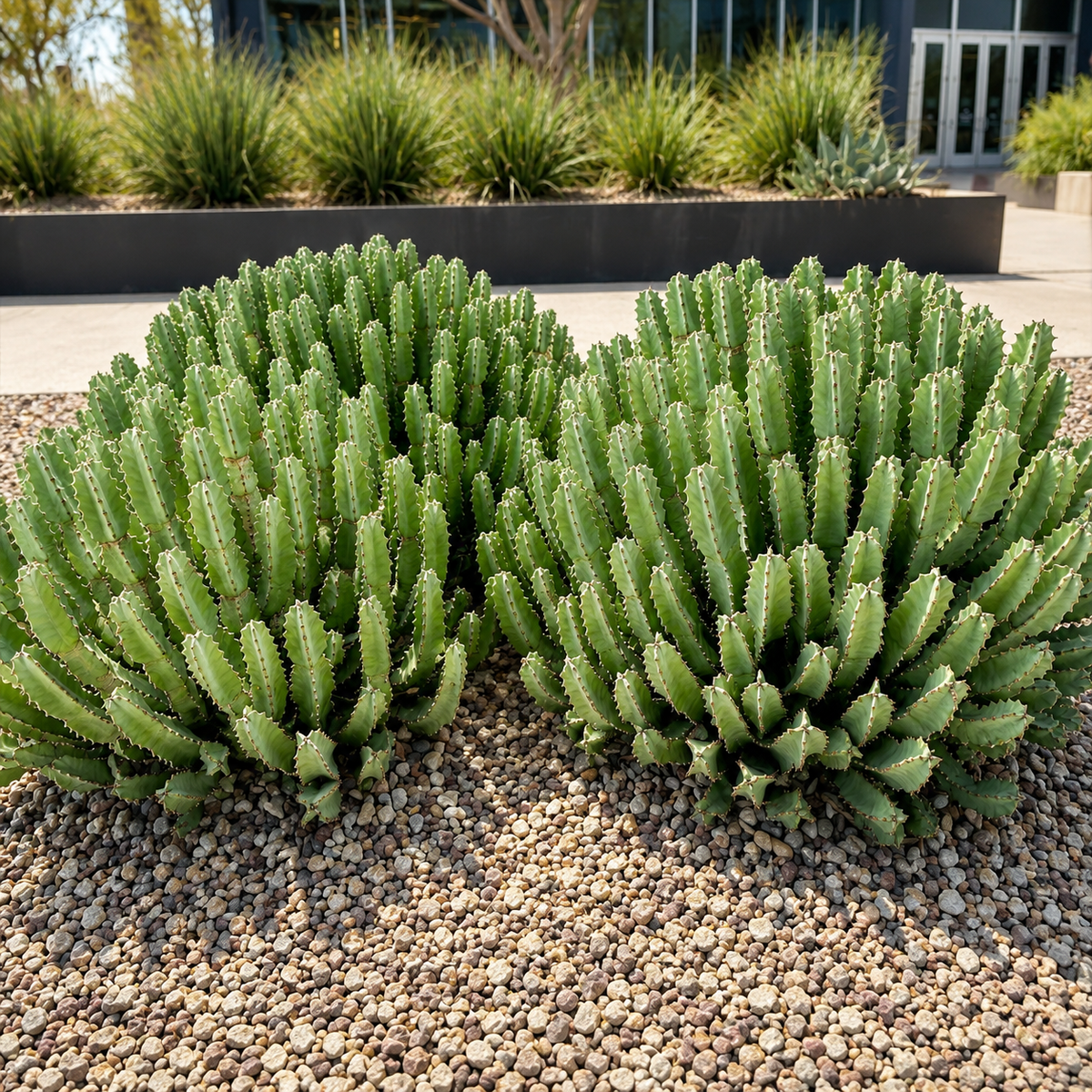 Moroccan Mound live plant, alternate product view 10
