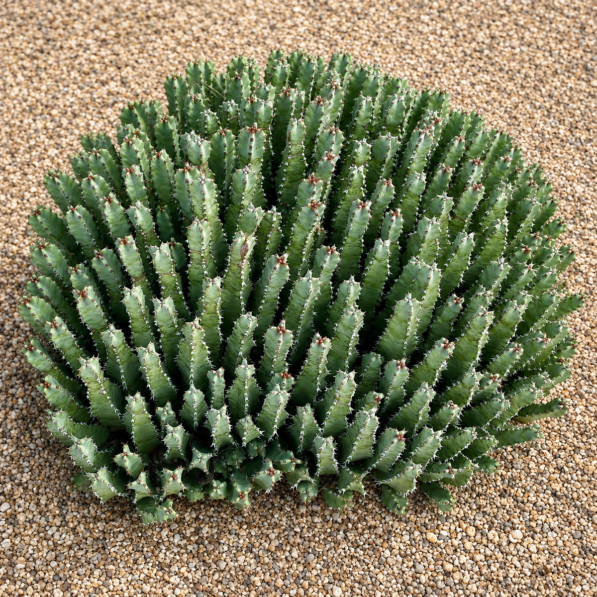 Moroccan Mound live plant, alternate product view 11