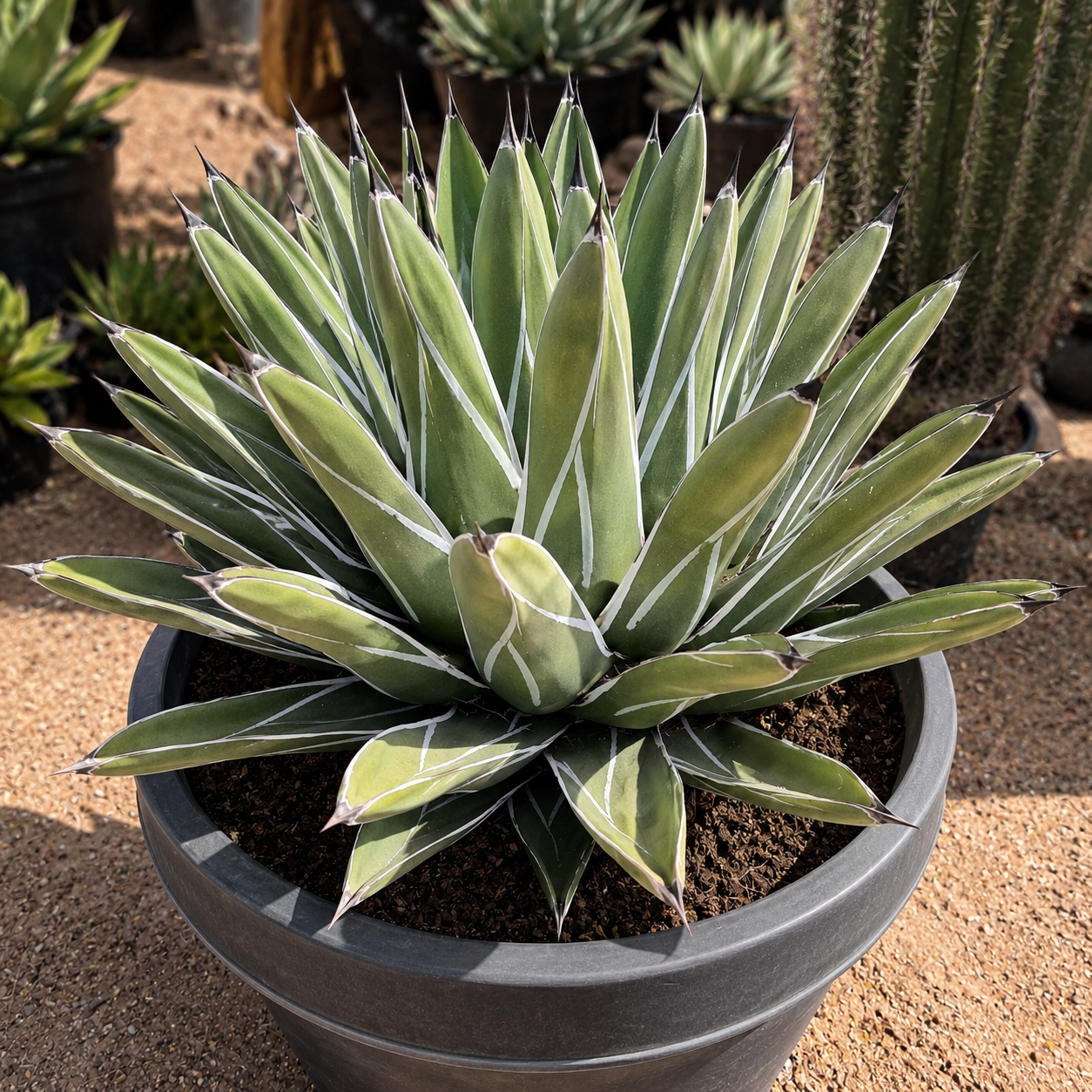 Ferdinand Agave for Sale | Agave nickelsiae - The Cactus Outlet
