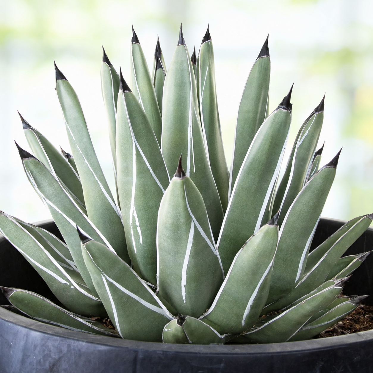 Ferdinand Agave for Sale | Agave nickelsiae - The Cactus Outlet