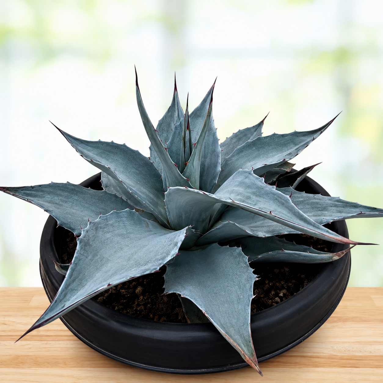 Whale's Tongue Agave (Agave ovatifolia) | Cold Hardy Blue Agave