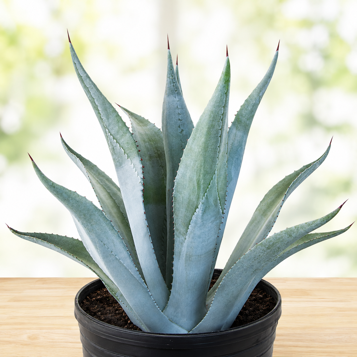 Large Blue Agave franzosinii for Sale | Giant Blue Agave - The