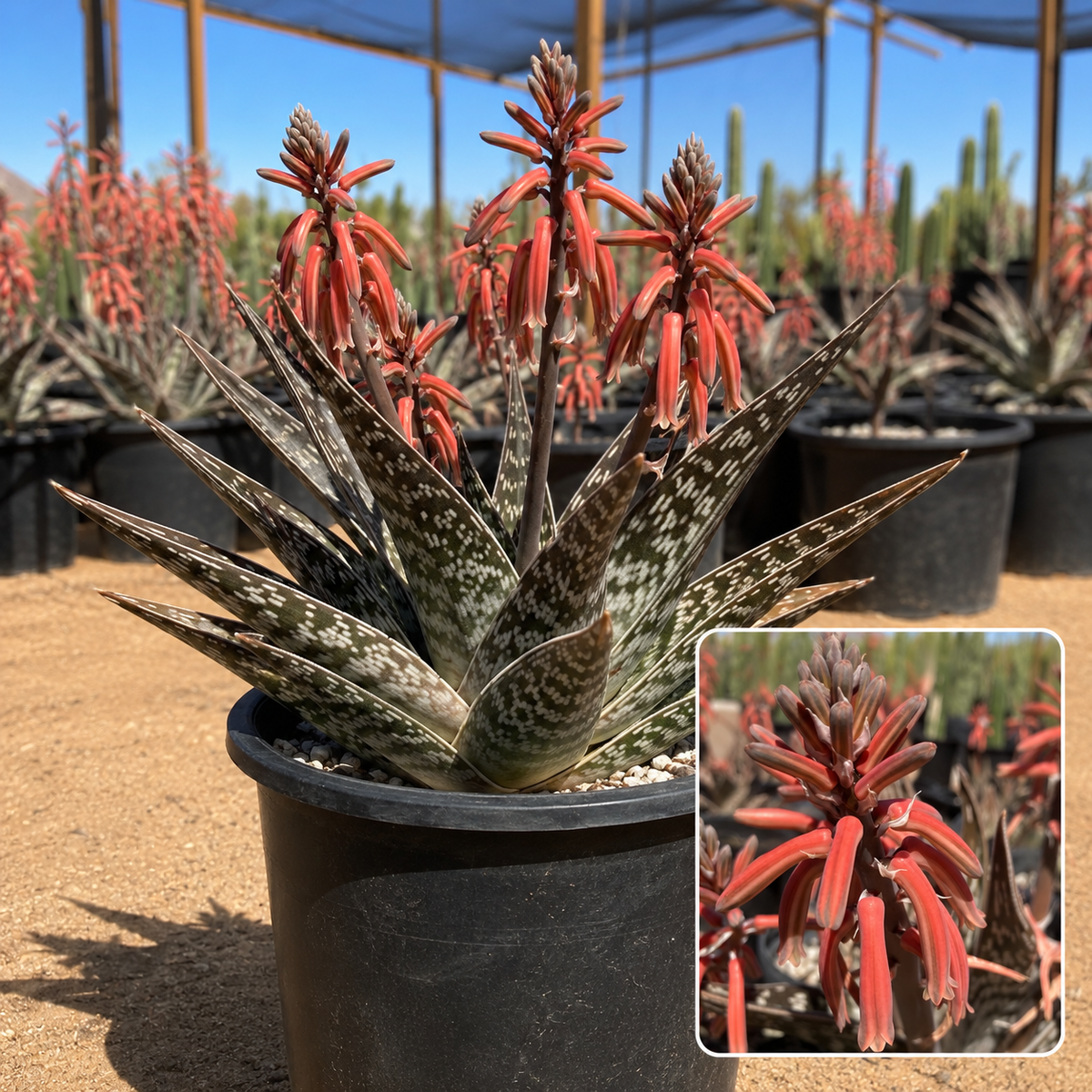 Tiger Aloe