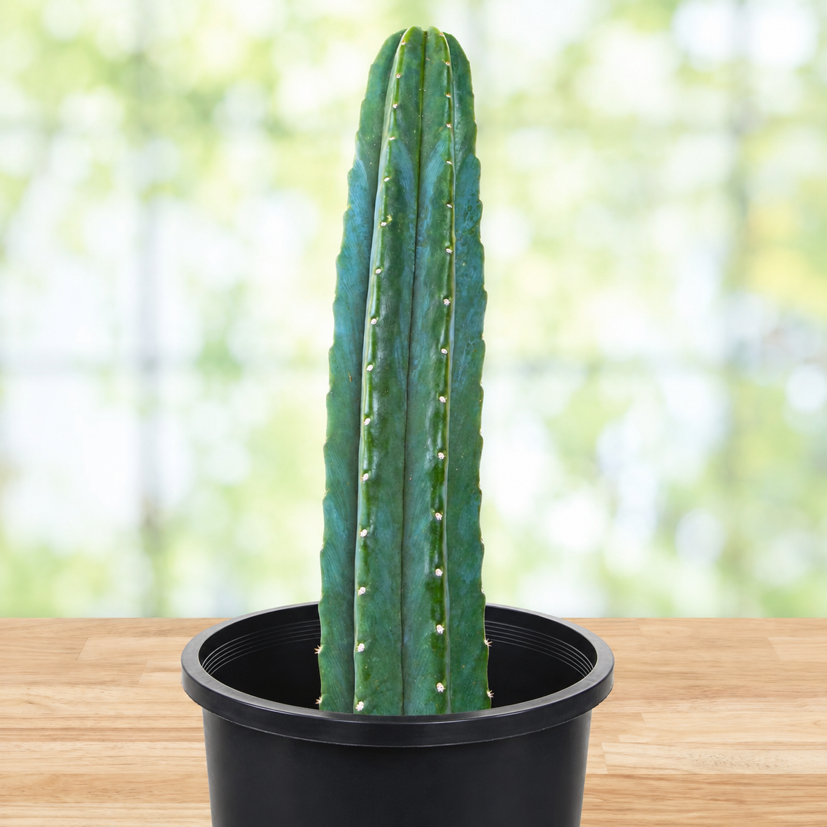 San Pedro Cactus (Trichocereus pachanoi) live plant, alternate product view 7