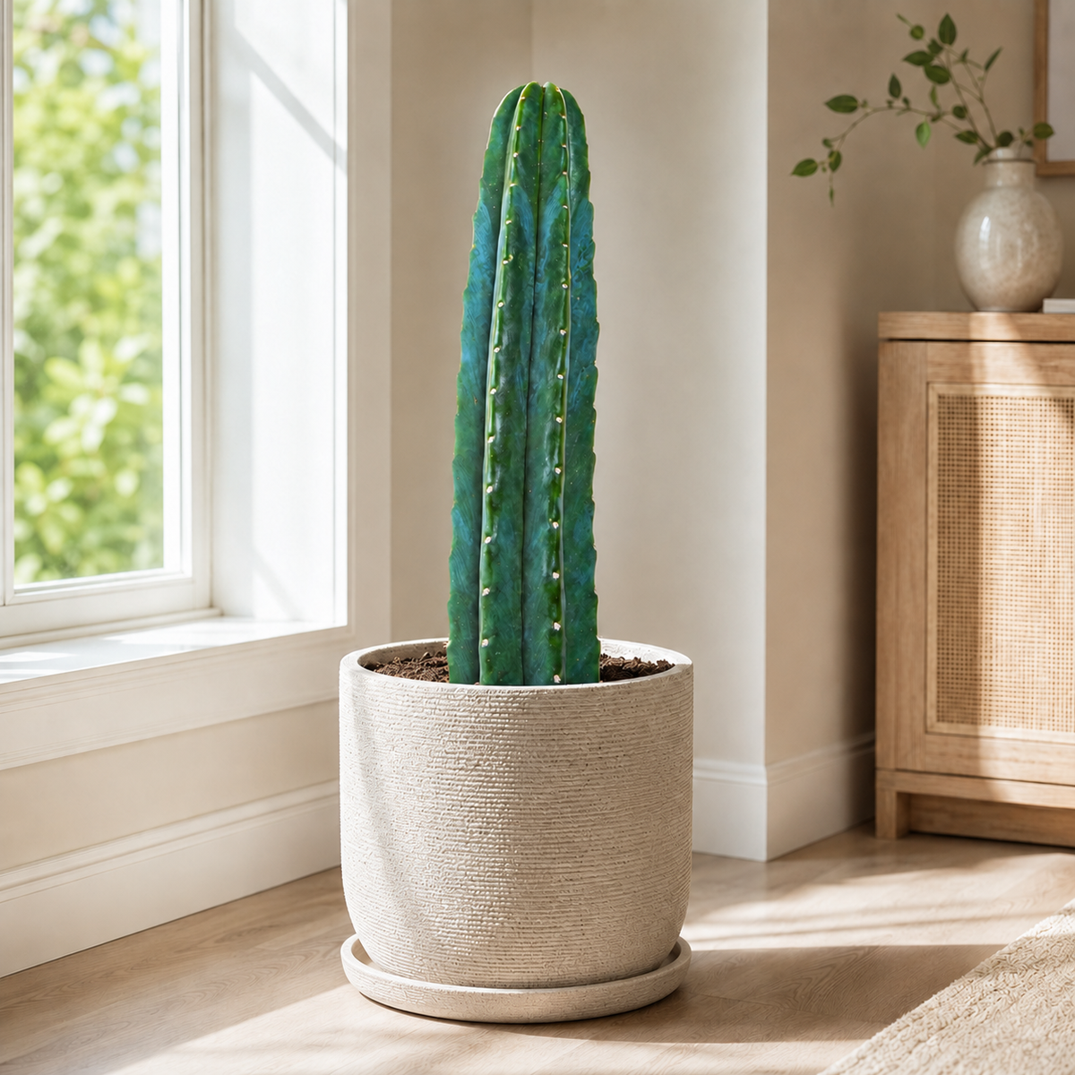 San Pedro Cactus (Trichocereus pachanoi) live plant, alternate product view 2