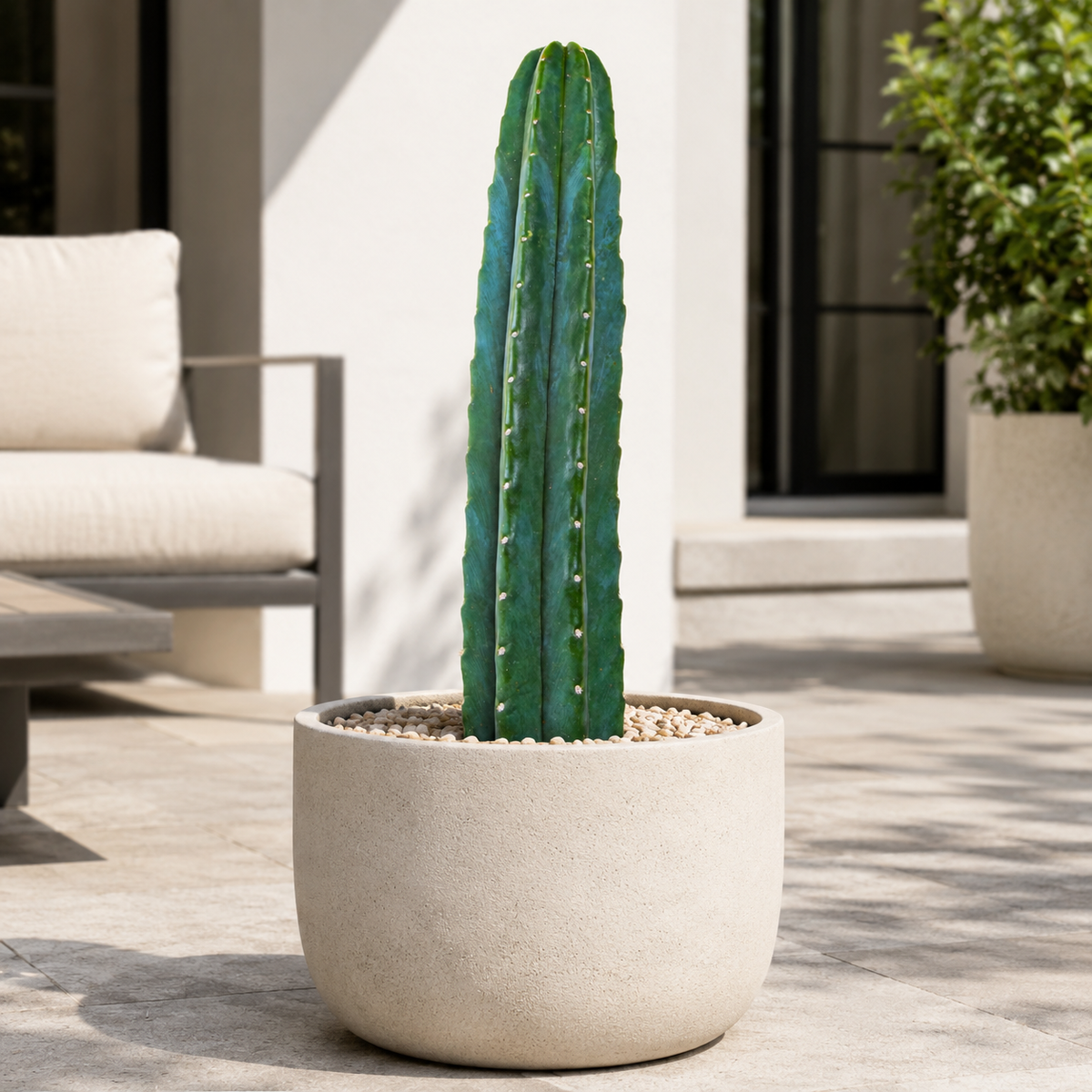San Pedro Cactus (Trichocereus pachanoi) live plant, alternate product view 3