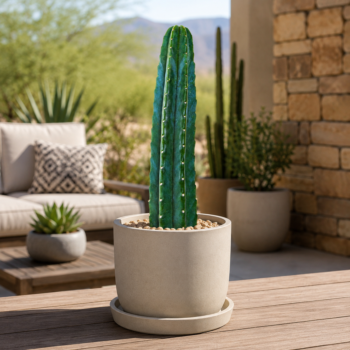 San Pedro Cactus (Trichocereus pachanoi) live plant, alternate product view 4