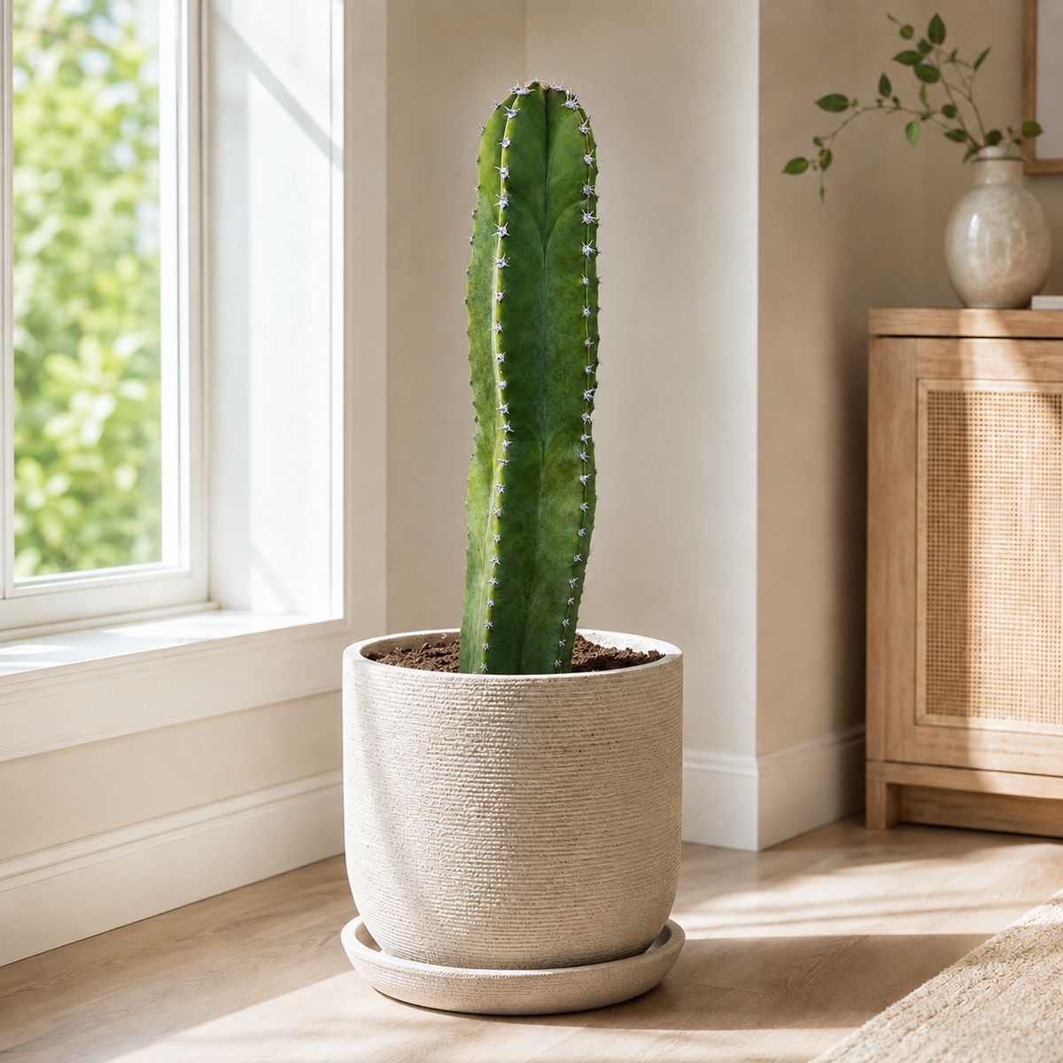 Senita Cactus live plant, alternate product view 2