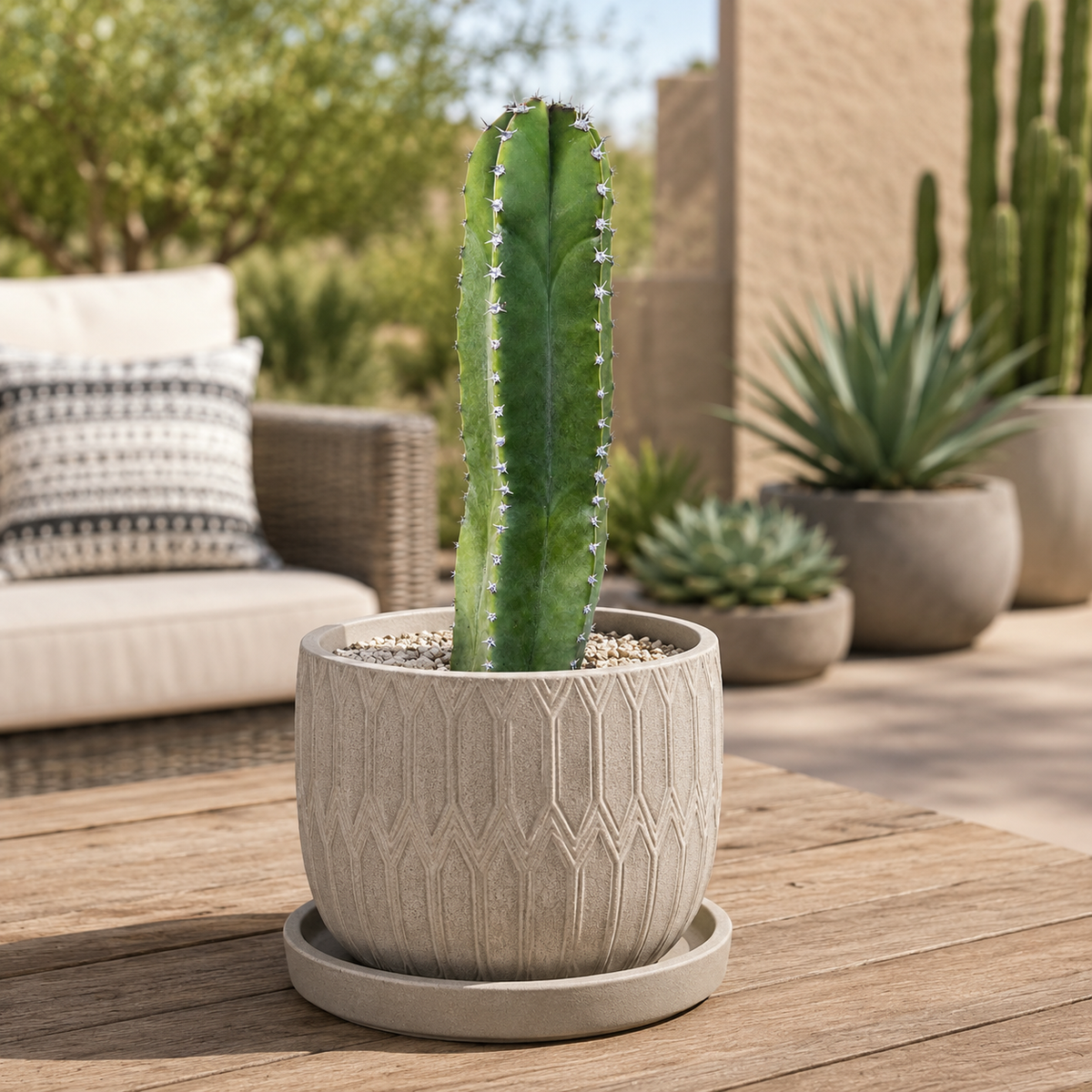 Senita Cactus live plant, alternate product view 4