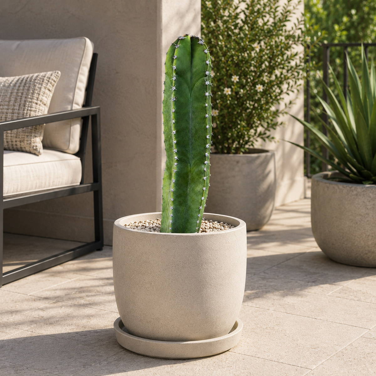 Senita Cactus live plant, alternate product view 3