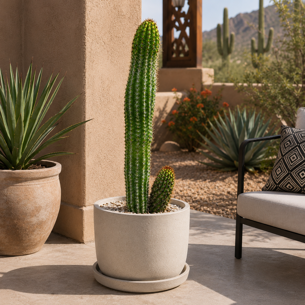 Organ Pipe Cactus live plant, alternate product view 4