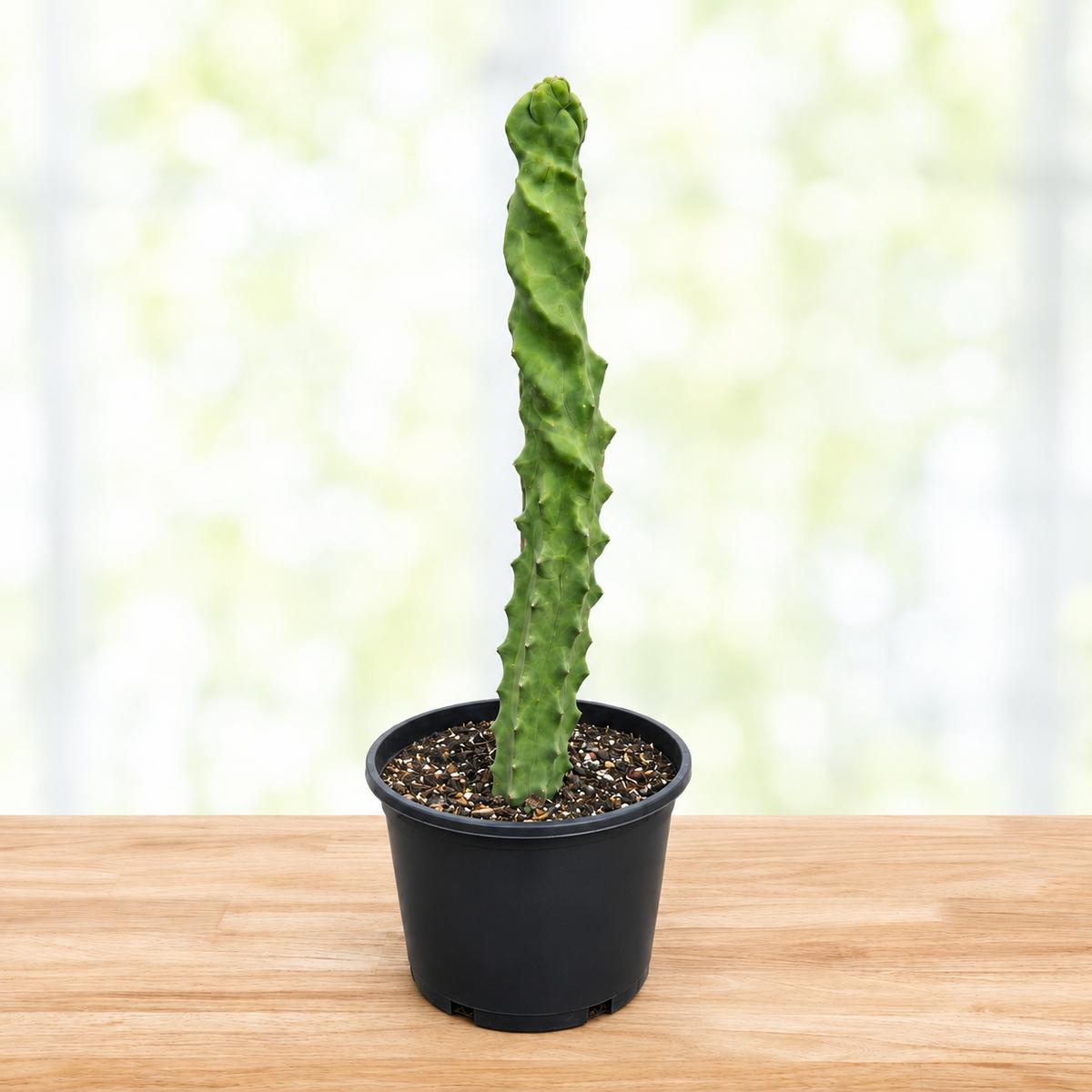 A tall, twisted green cactus in a small black nursery pot, sitting on a light wood surface with a soft, blurred white and green background.