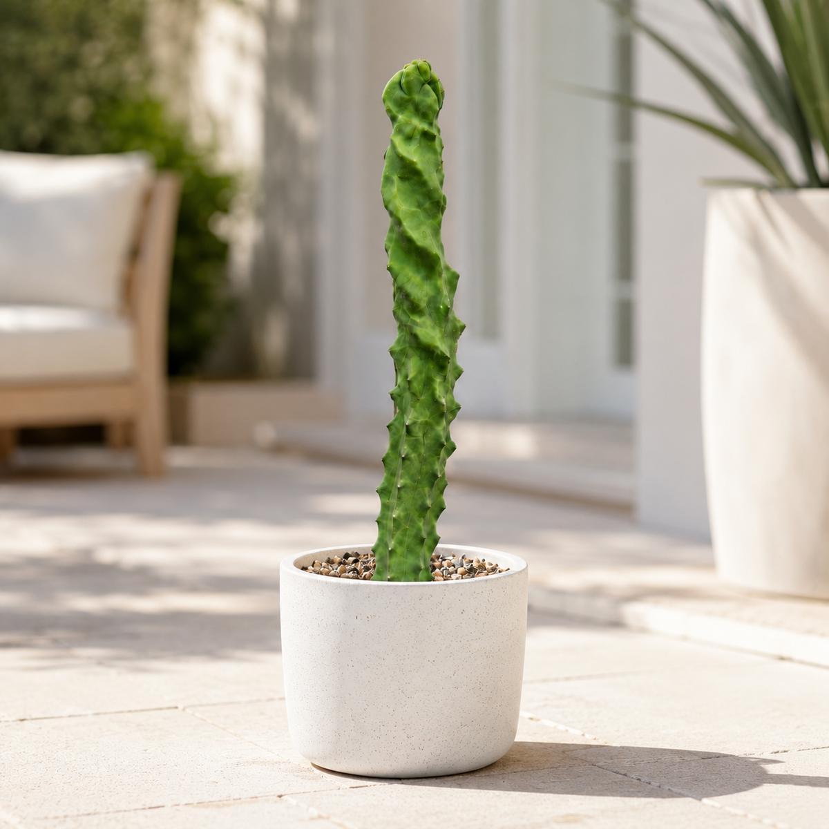 Spiral Totem Pole Cactus live plant, alternate product view 3