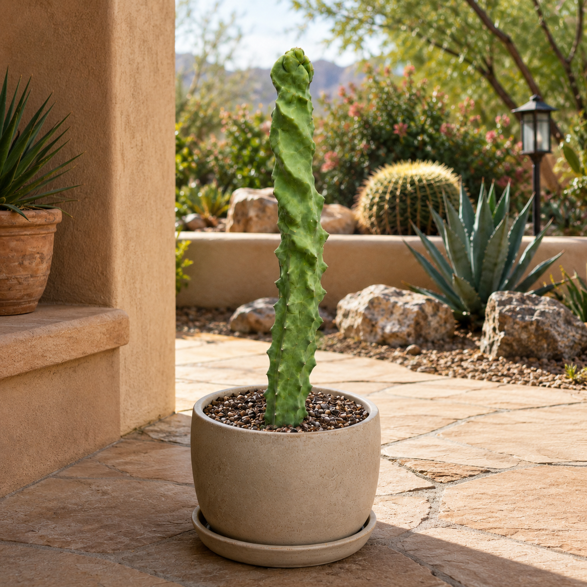 Spiral Totem Pole Cactus live plant, alternate product view 4