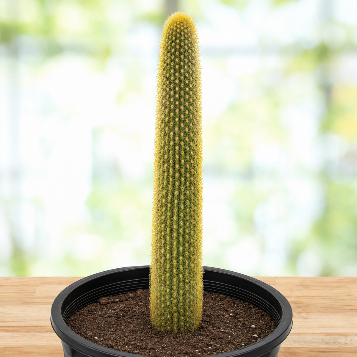 Golden Torch Cactus