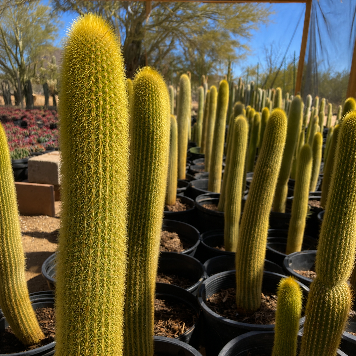 Golden Torch Cactus
