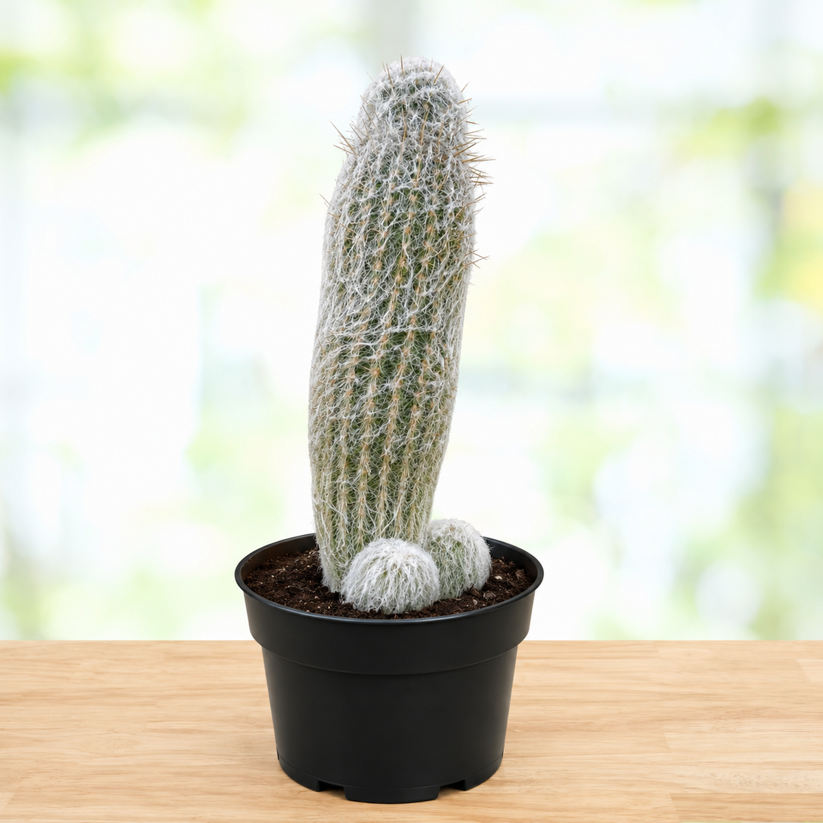 A tall, column-shaped cactus with dense white spines, potted in a black plastic nursery pot and placed on a light wood surface against a softly blurred bright background.
