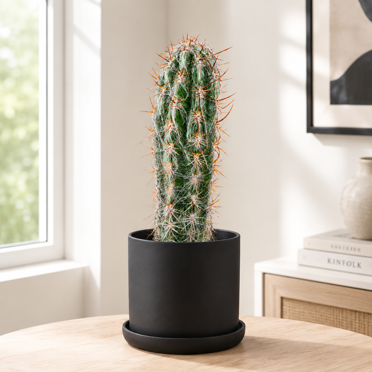 Old Man of the Andes Cactus