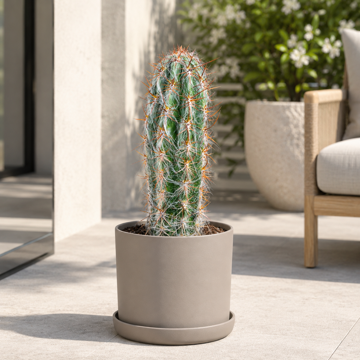 Old Man of the Andes Cactus
