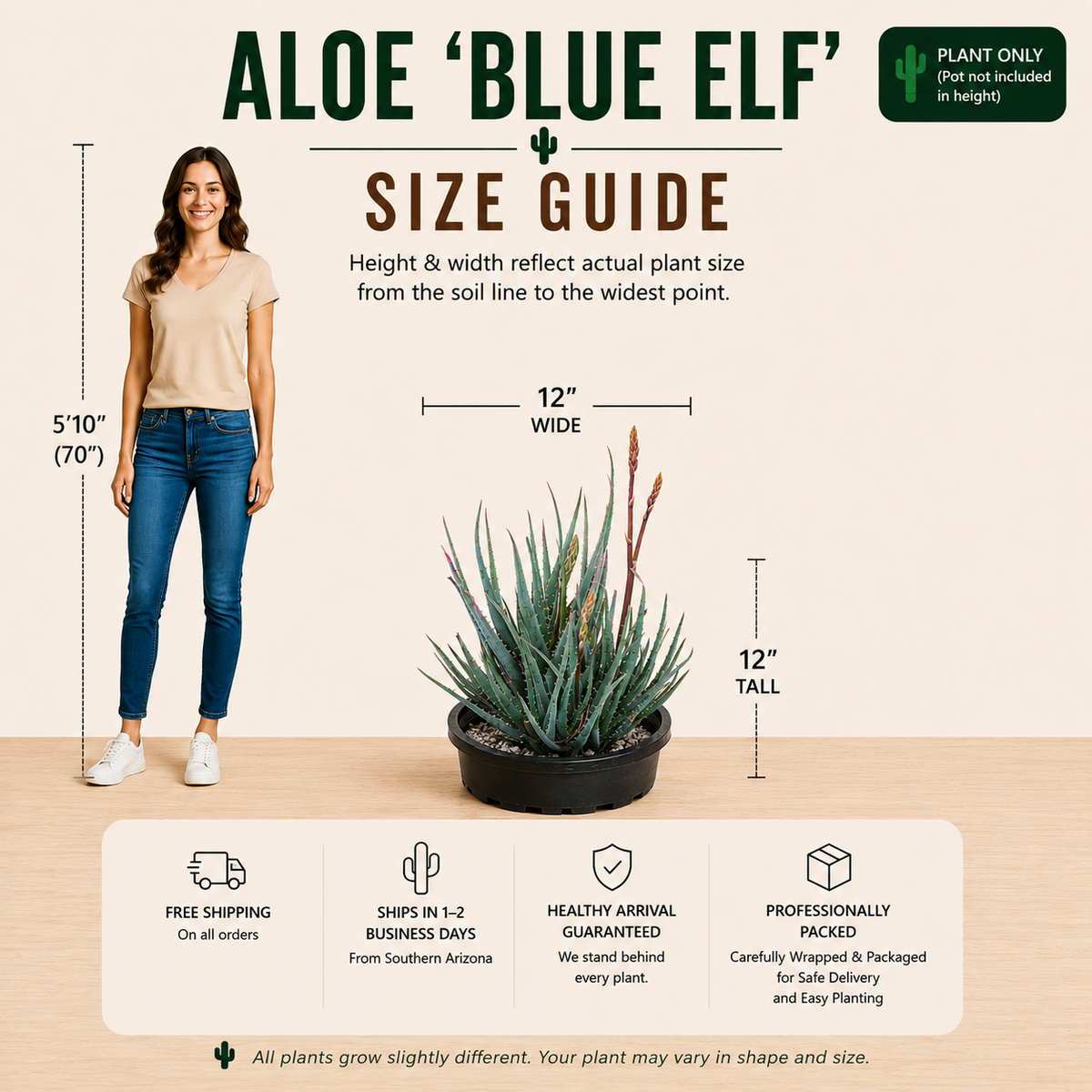 Size guide infographic for the Aloe 'Blue Elf' plant, showing a woman for scale alongside the potted plant with labeled height and width measurements on a beige background.