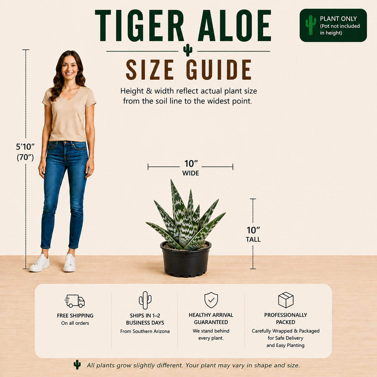 Tiger Aloe