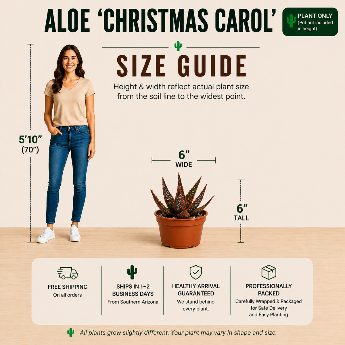 Aloe 'Christmas Carol'