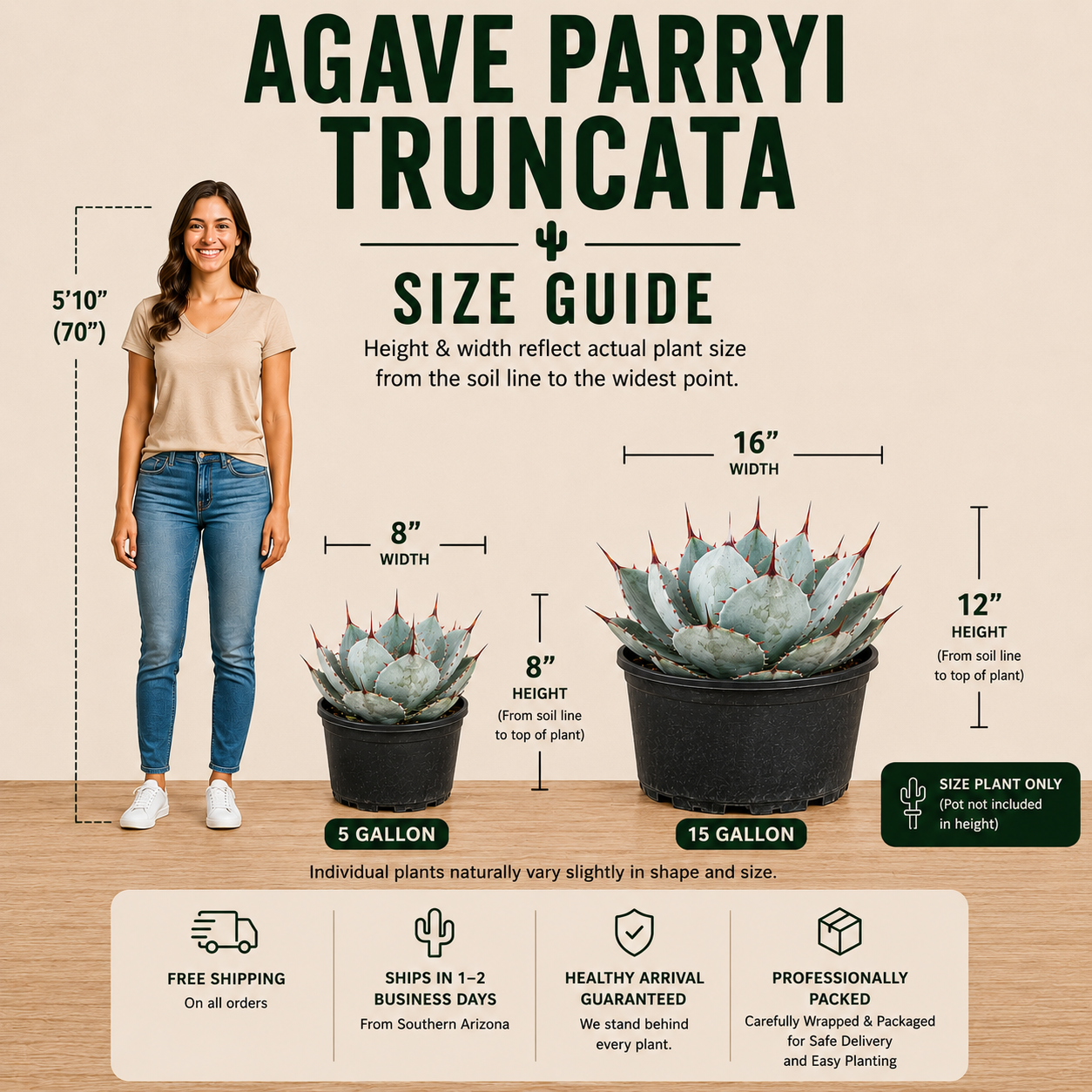 Artichoke Agave for Sale | Agave parryi var. truncata - The Cactus