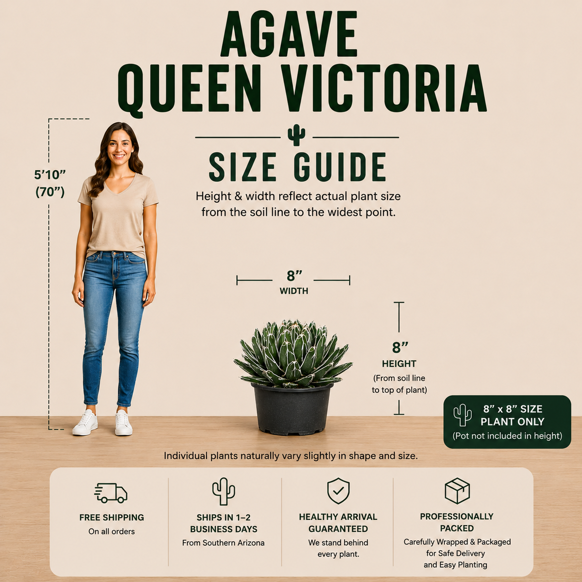 Size guide infographic for an Agave Queen Victoria plant, showing a woman for height reference, a potted plant for width and height, and feature icons for shipping, shipping time, arrival guarantee, and packaging on a beige background.