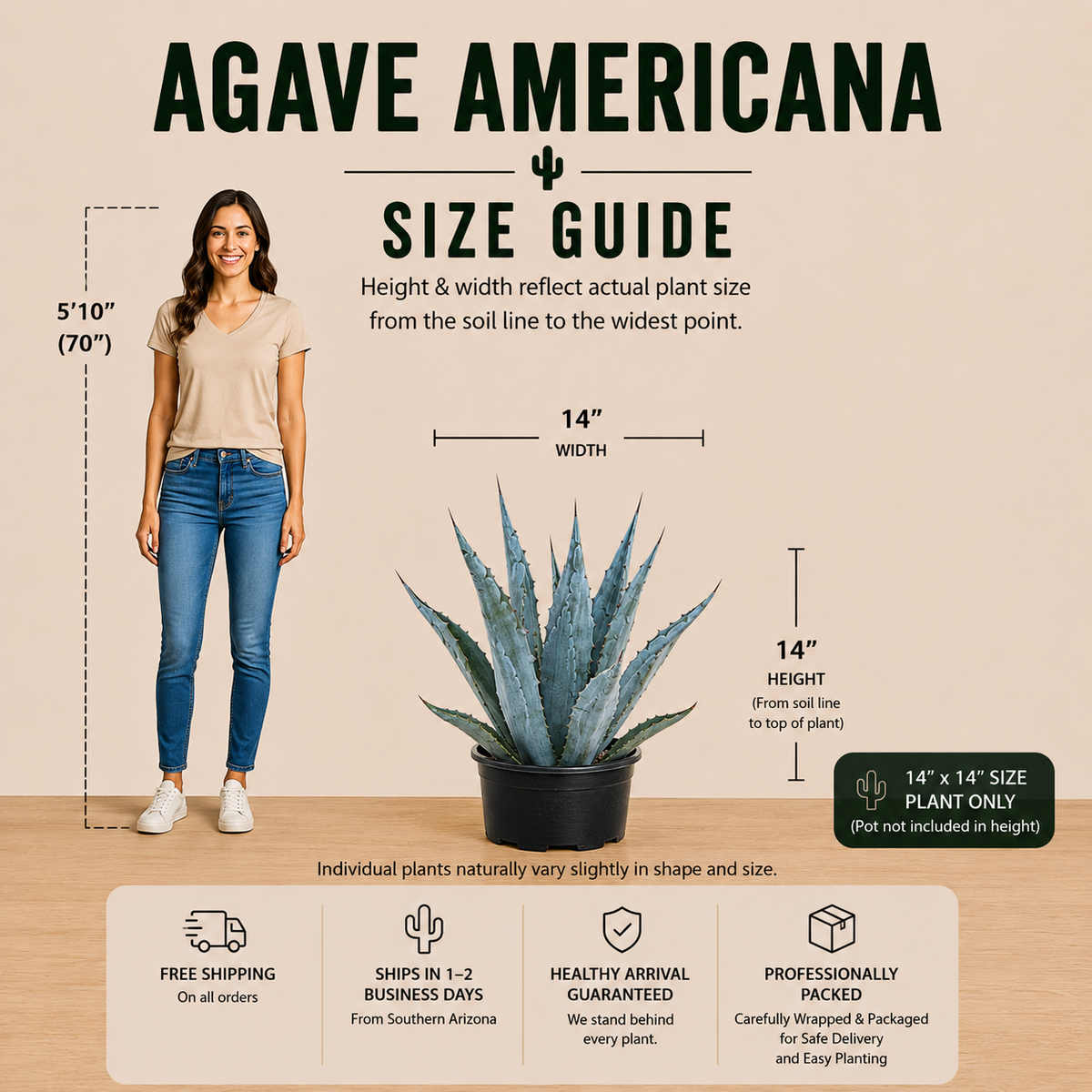 Agave Americana