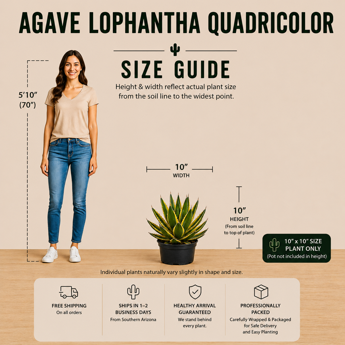 Agave Lophantha Quadricolor