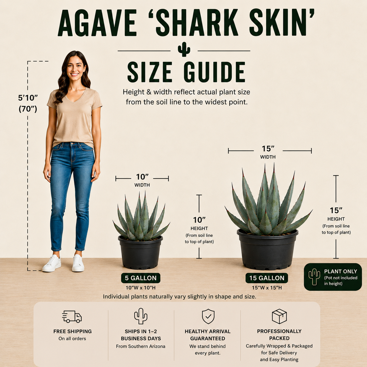 Size guide infographic for Agave 'Shark Skin' succulent plants, showing a woman for reference alongside three plant size options labeled 5 gallon, 10 inch, and 15 gallon, with text detailing shipping, delivery, and care.
