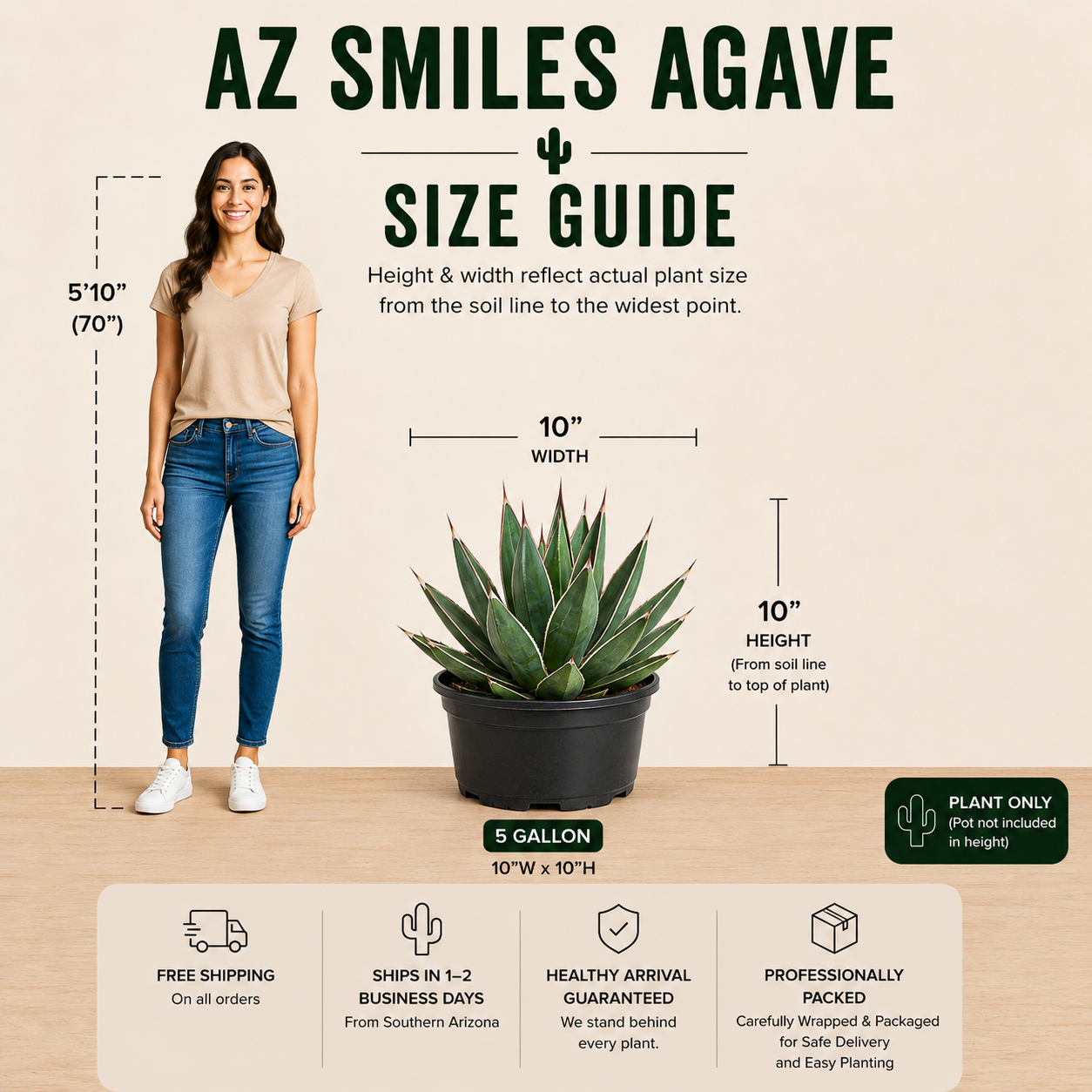 Arizona Smiles Agave for Sale | Colorful Ornamental Agave - The