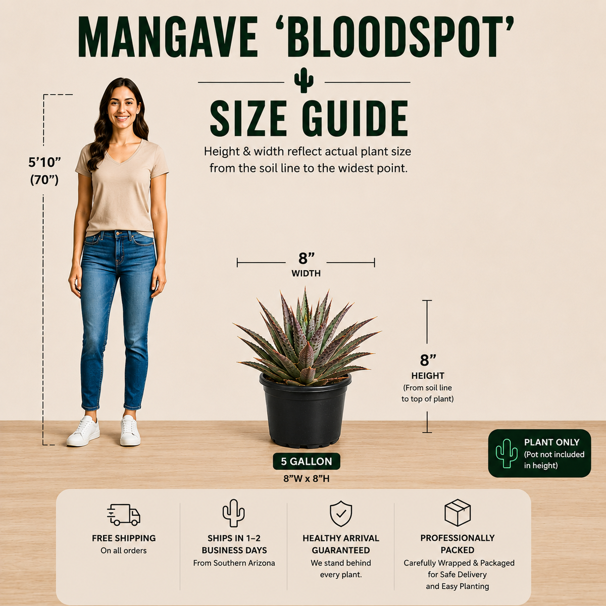Mangave 'Bloodspot'